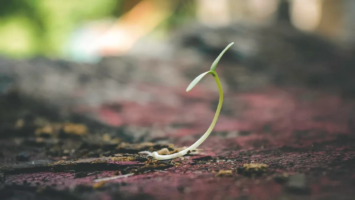 Agricultura regenerativa: o que é e por que é fundamental