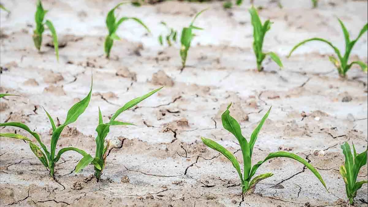 Estresse em cultivos: o que é e como reduzir seu impacto