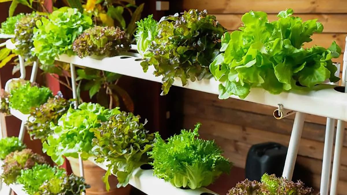 What is hydroponics?
