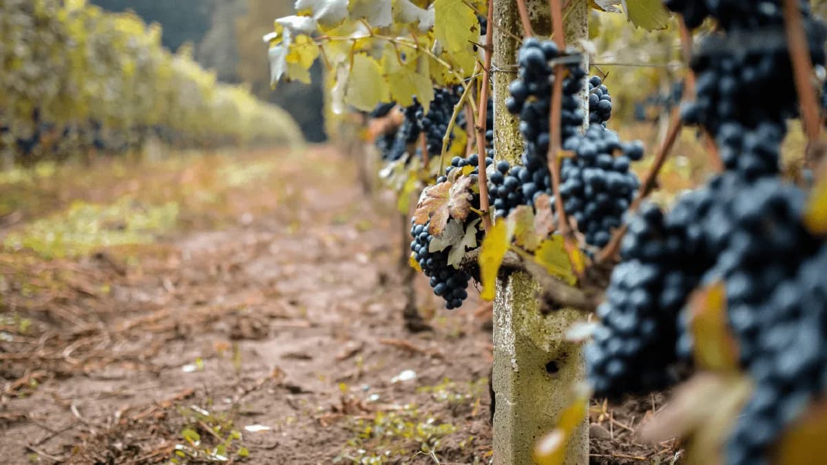 Organic wine: what it is and the benefits of producing it