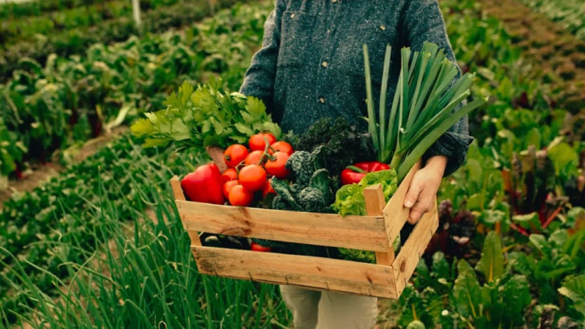 Como se conectar com produtores de alimentos