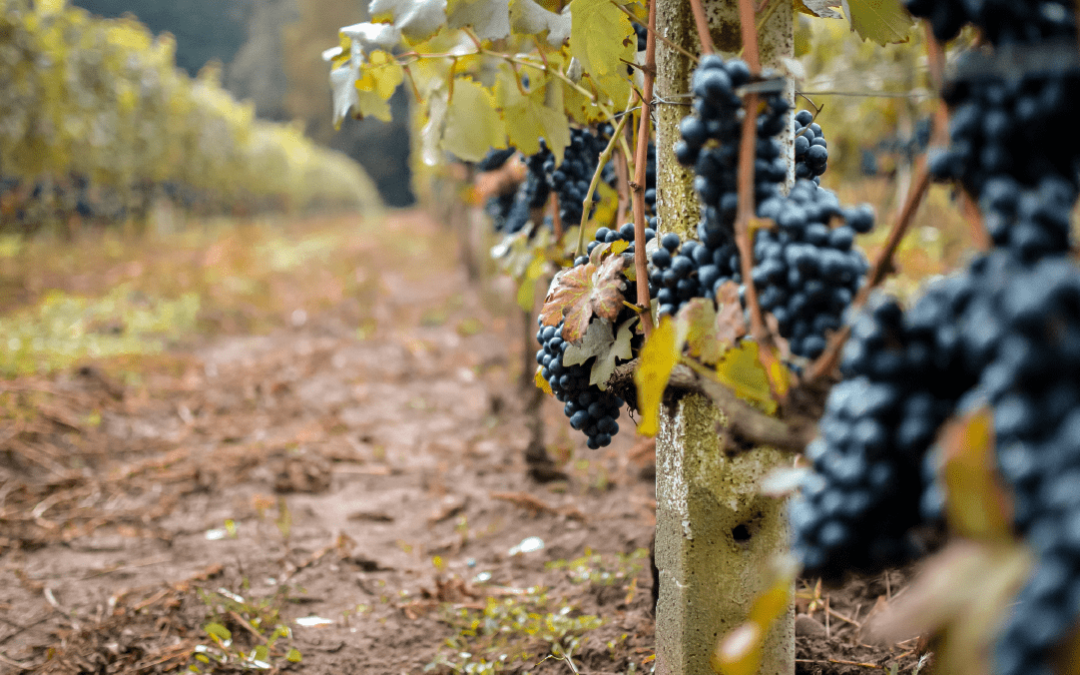 Vino orgánico: Qué es y cuáles son los beneficios de su producción